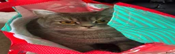 British Shorthair cats for sale: 5 Beautiful British Shorthair Kittens  - Advert 8