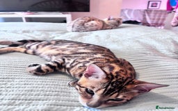 Bengal cats for sale: Male bengal kitten - Image 4