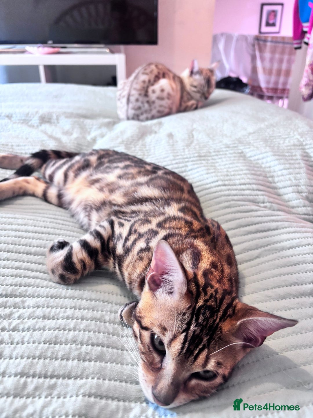 Bengal cats for sale: Male bengal kitten - Image 4
