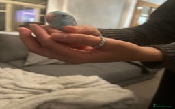 Budgerigars birds for sale: Cute and friendly Blue parrotlet for sale!!  - Image 2
