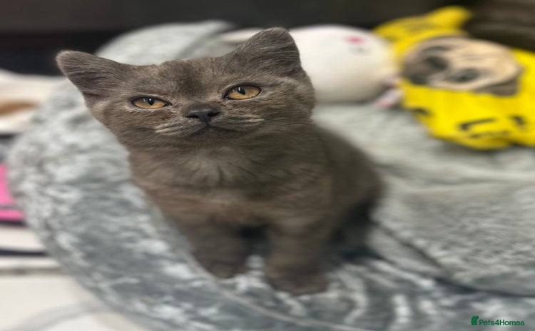 British Shorthair cats in Oldham - Advert 3