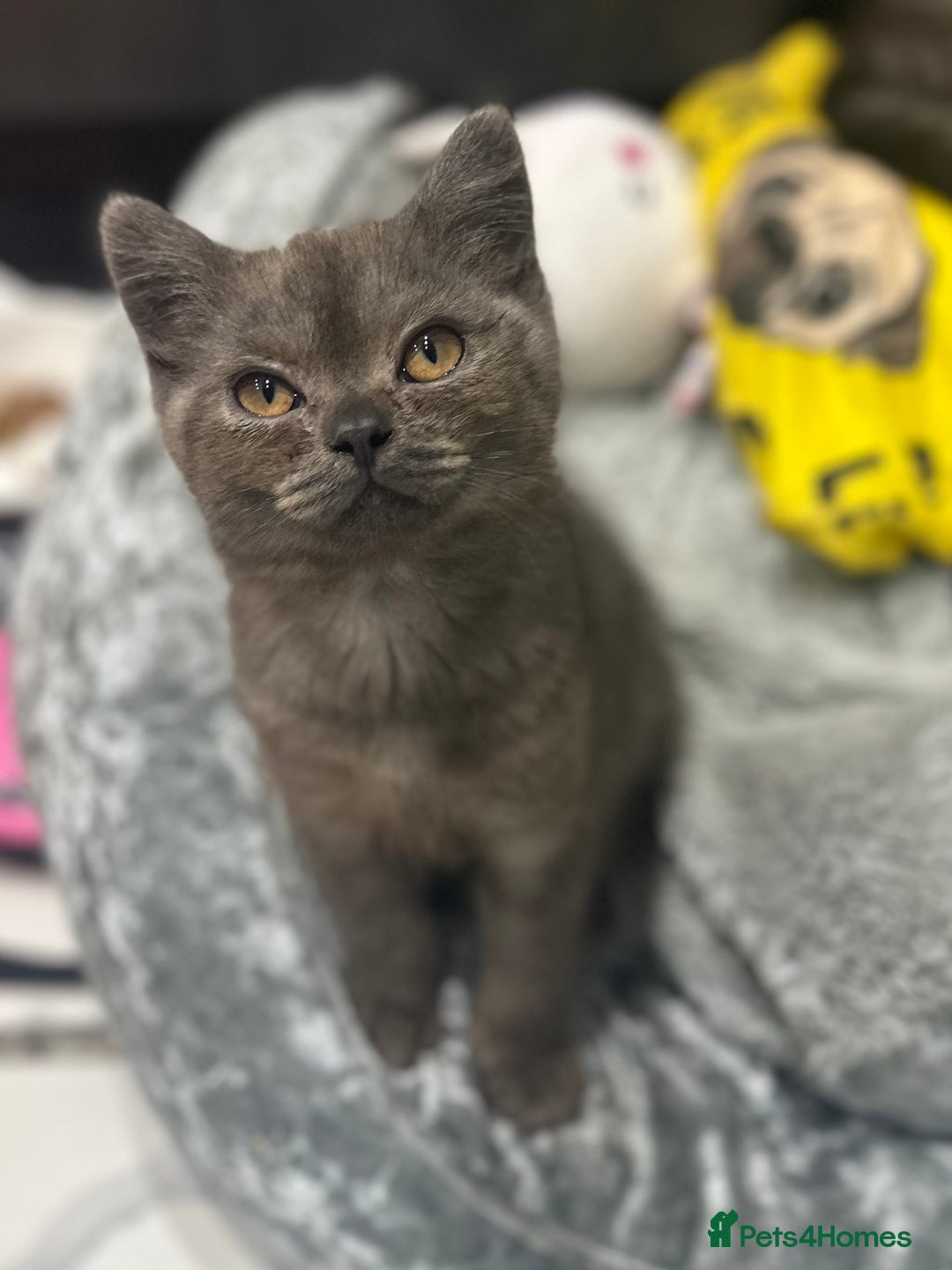 British Shorthair cats for sale: GORGEOUS BSH KITTENS in Oldham - Image 1