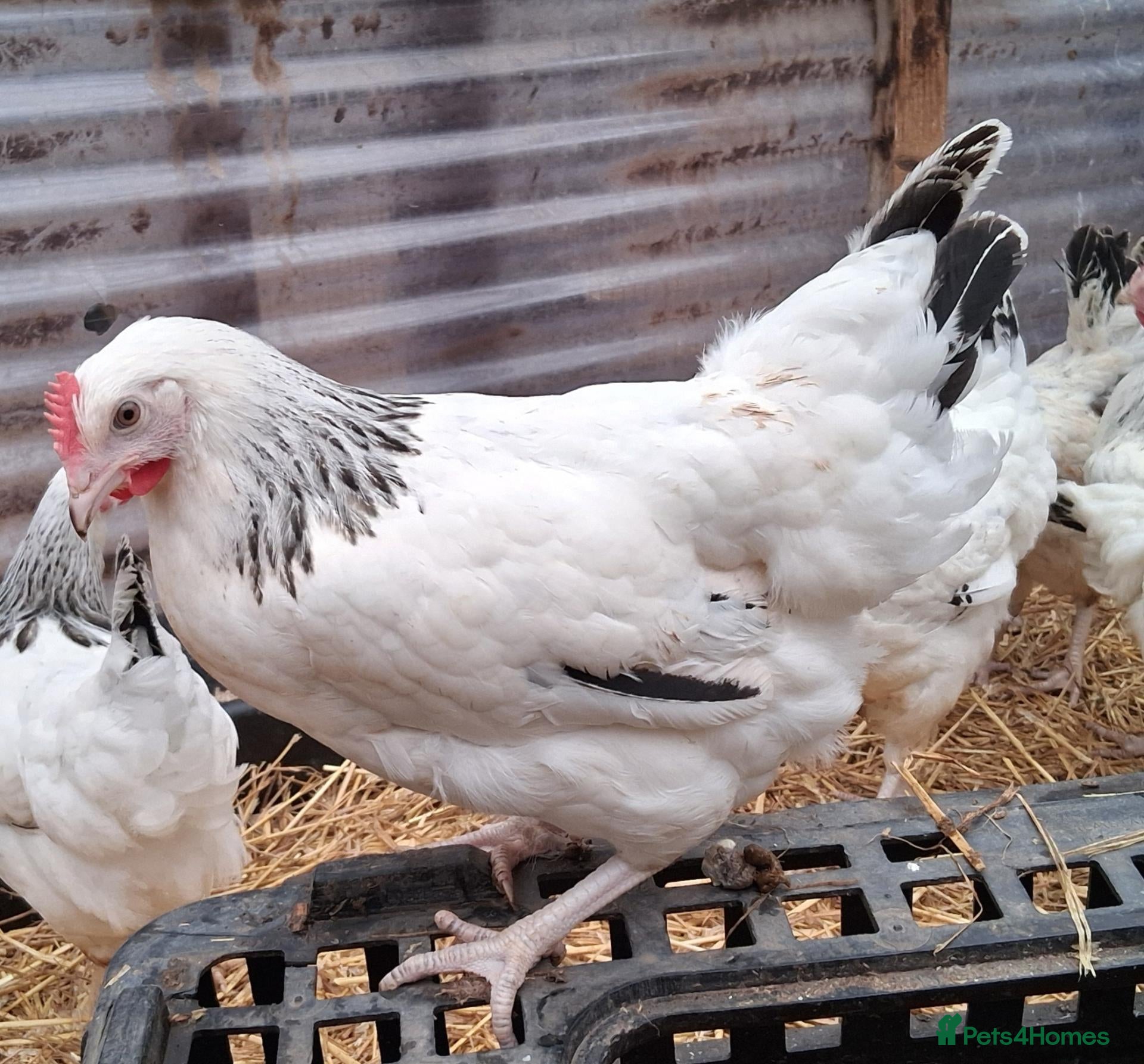 Chickens poultry Coloured hybrids pullets all female  - Advert 1