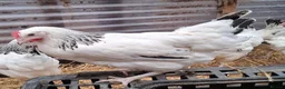 Chickens poultry for sale: Coloured hybrids pullets all female  - Advert 1