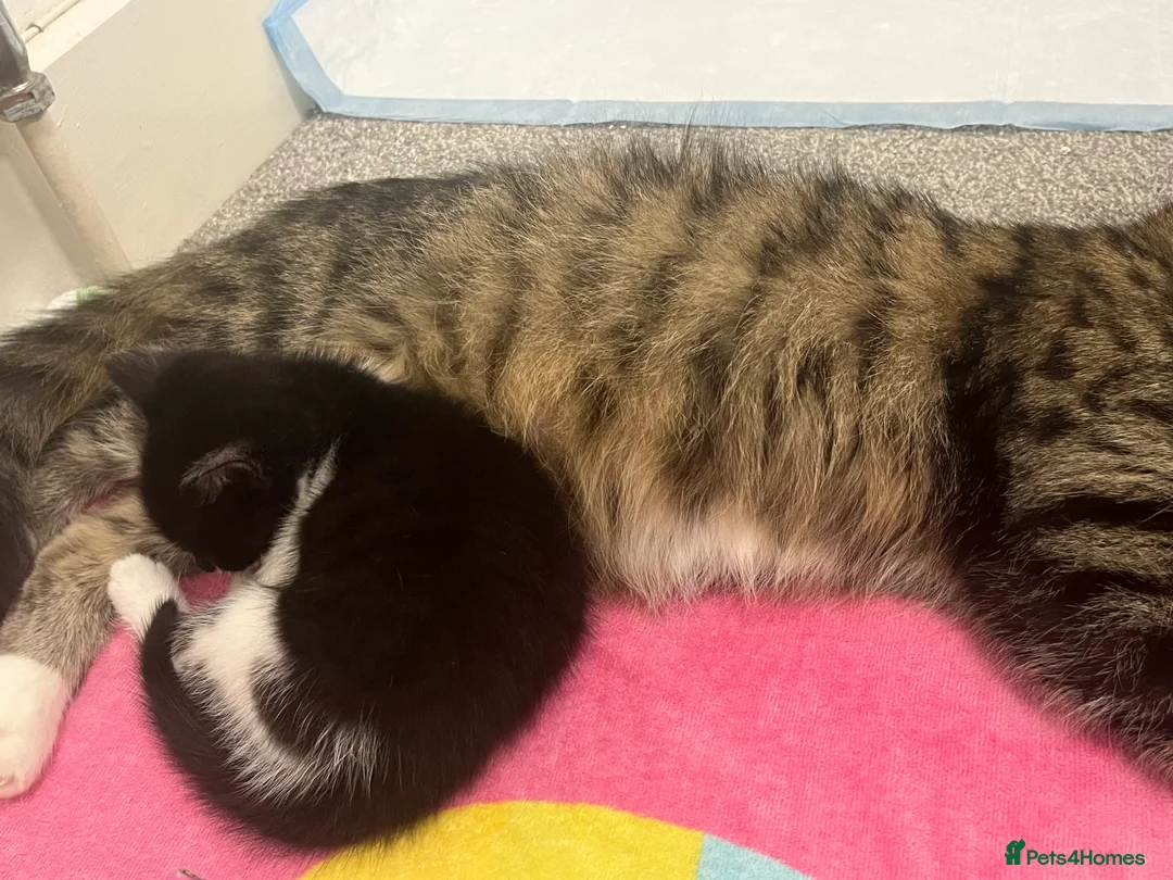 Mixed Breed cats for sale: Black and white mixed Maine Coon kittens - Advert 5