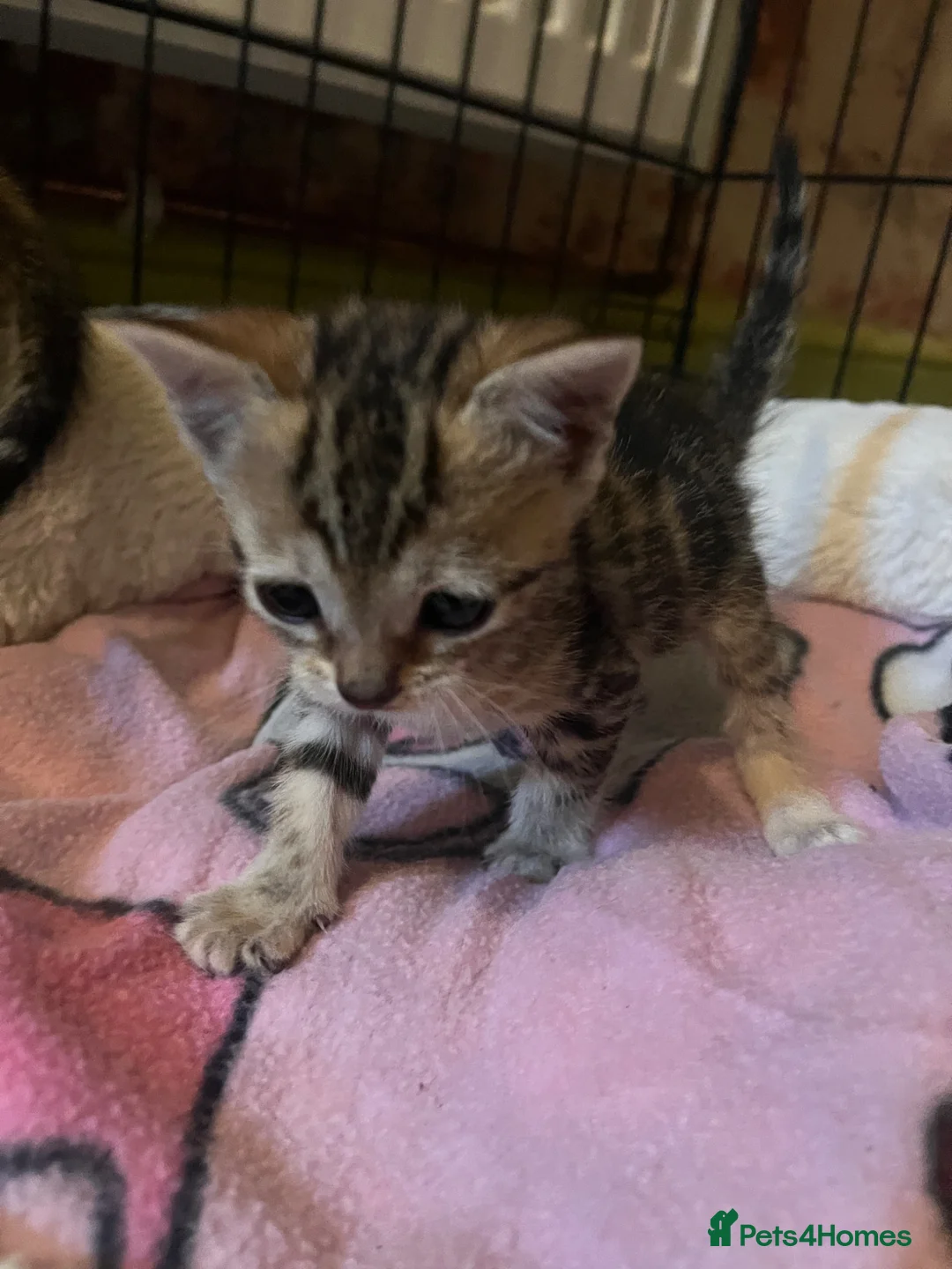 Bengal cats for sale: Beagle x  - Advert 2