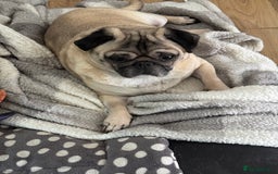 Pug dogs for sale: Free Couch potato  - Advert 2