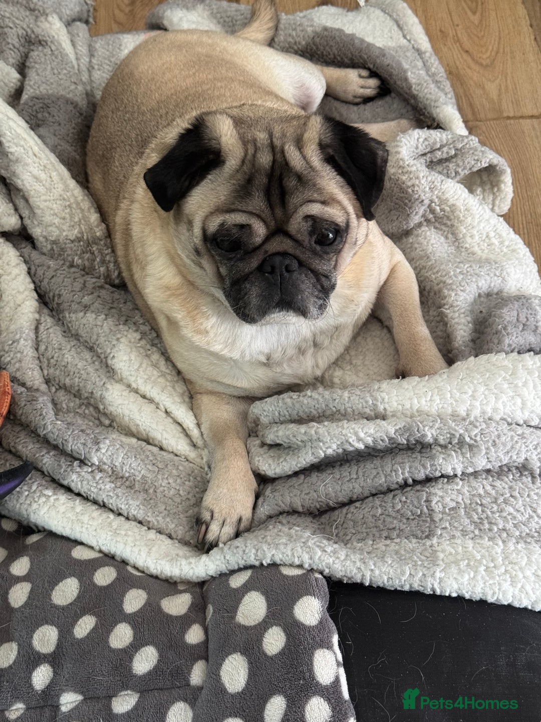 Pug dogs for sale: Free Couch potato  - Advert 2