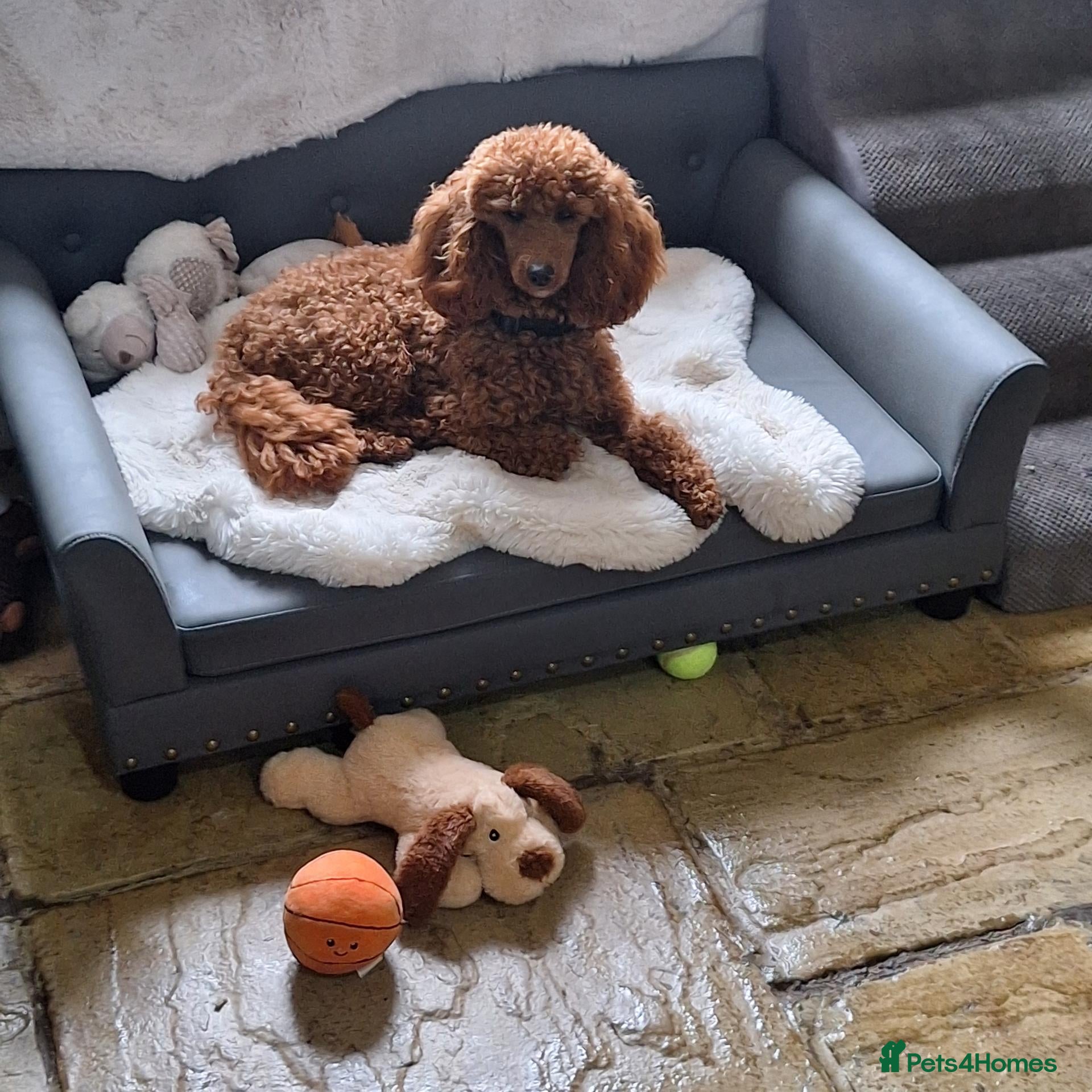 Miniature Poodle dogs for sale: Beautiful red kc miniature poodle male import - Advert 3
