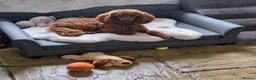Miniature Poodle dogs for sale: Beautiful red kc miniature poodle male import - Advert 1