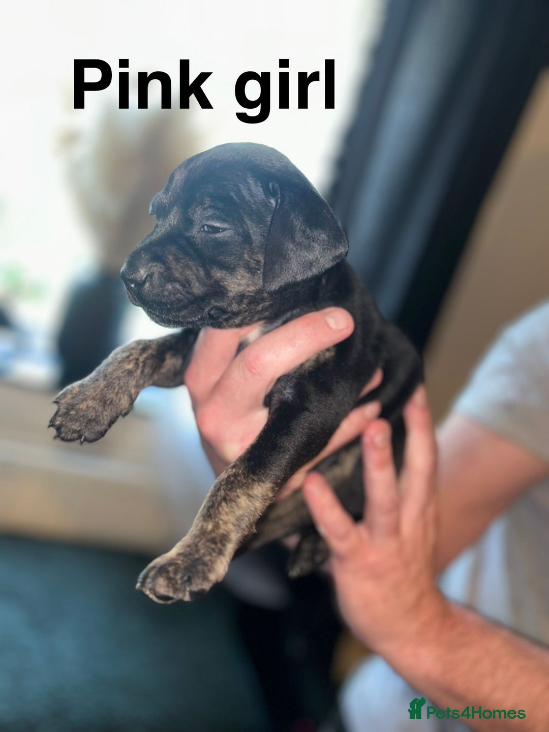 Staffordshire Bull Terrier dogs for sale: Beautiful tri and brindle staffy pups - Image 1