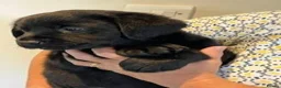 Labrador Retriever dogs for sale: Lovely black show bred puppies in Taunton - Advert 11