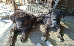 Mixed Breed dogs for adoption: Frank - North Walsham Norfolk  - Image 3