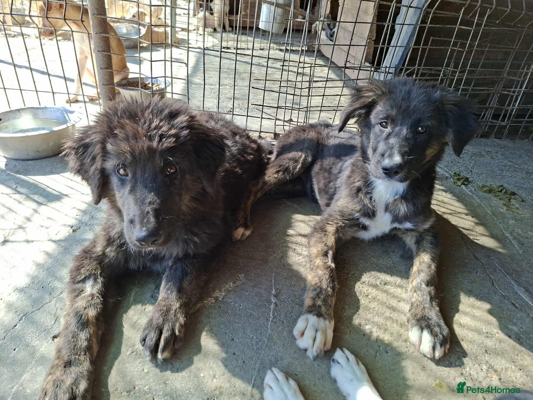Mixed Breed dogs for adoption: Frank - North Walsham Norfolk  - Image 3
