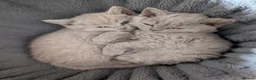 Selkirk Rex cats for sale: 😻 Beautiful Selkirk Rex Kittens 😻 - Advert 21