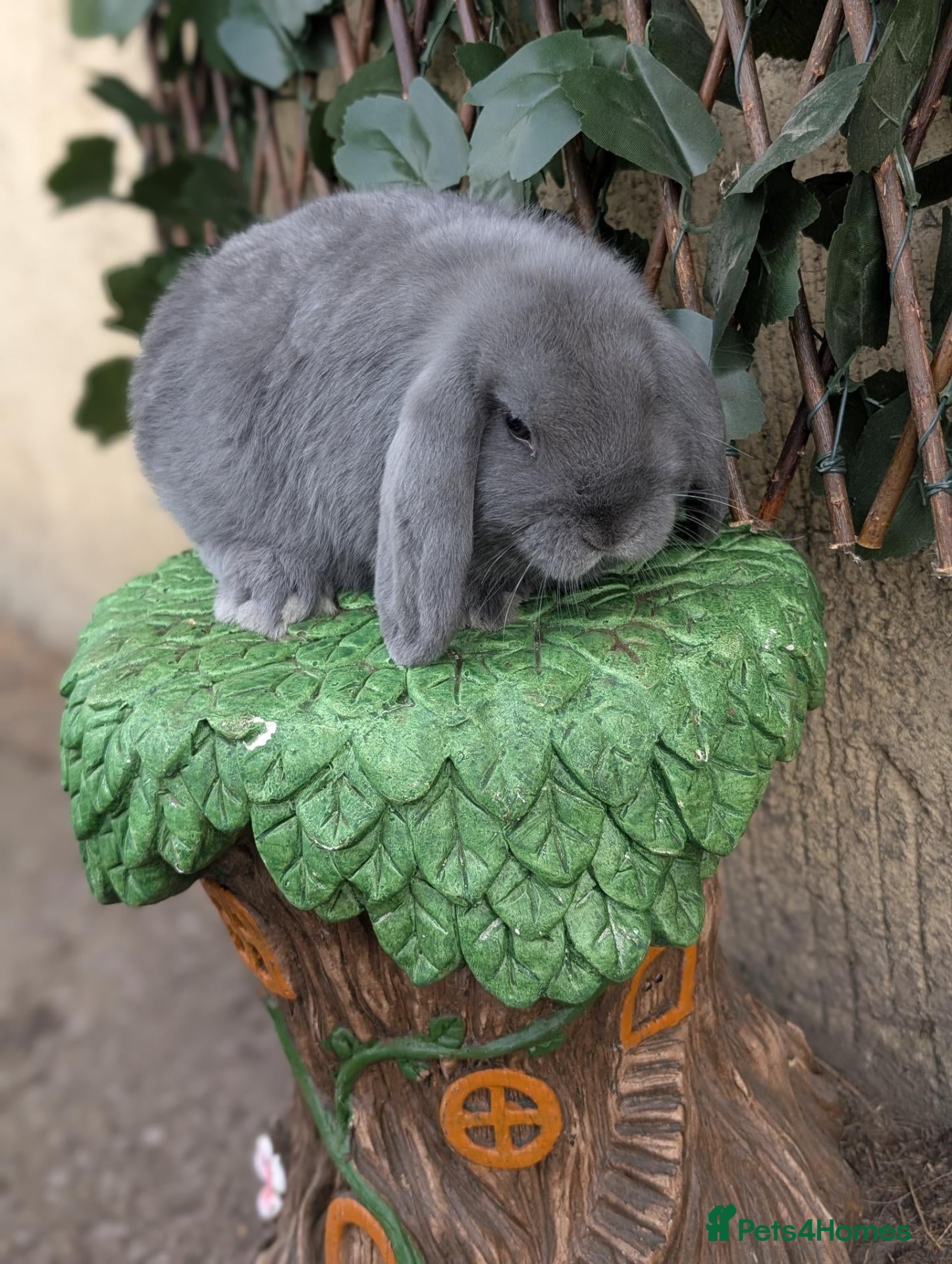 Mini Lop rabbits Pure bred mini lop bunnies - Advert 2