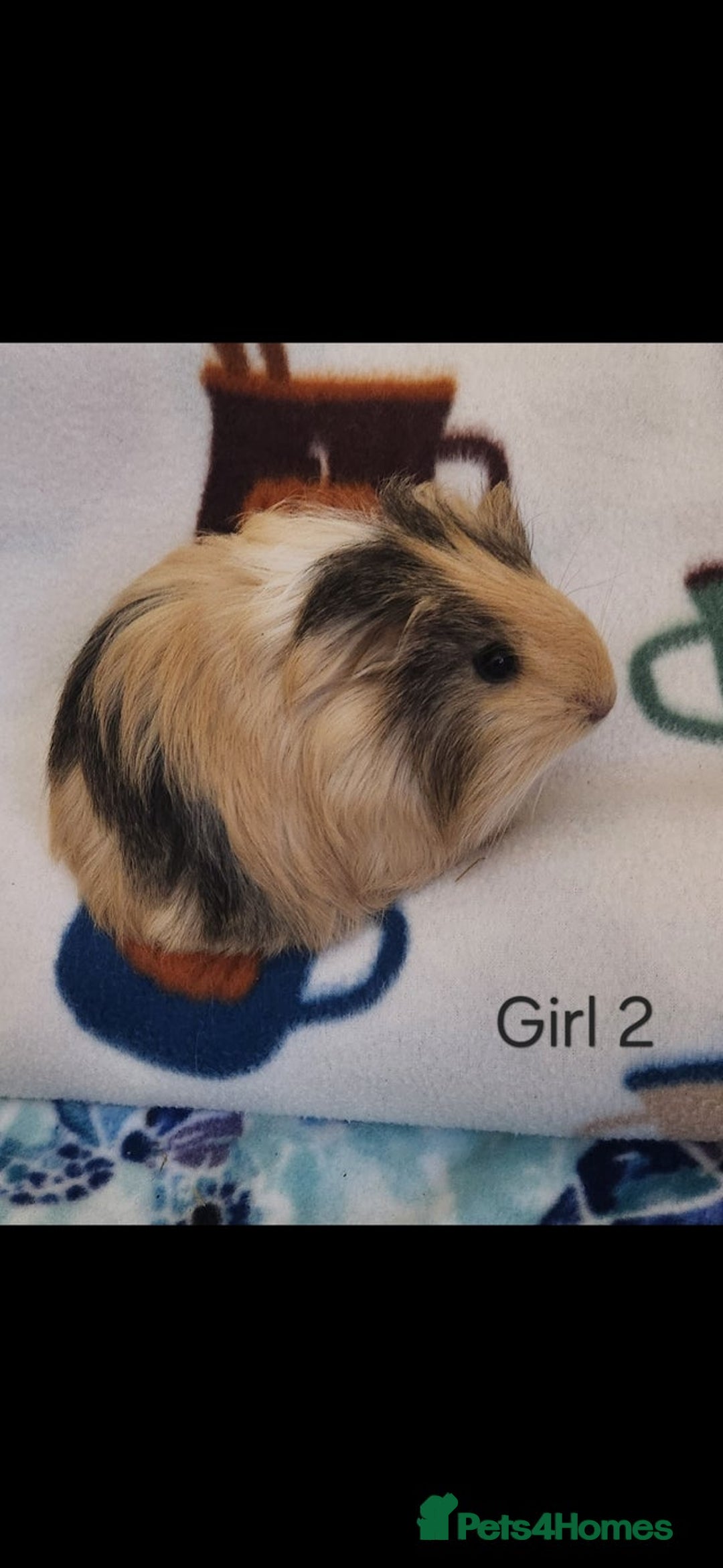 Guinea Pig rodents for sale: 3x Female Guinea Pigs  - Advert 5