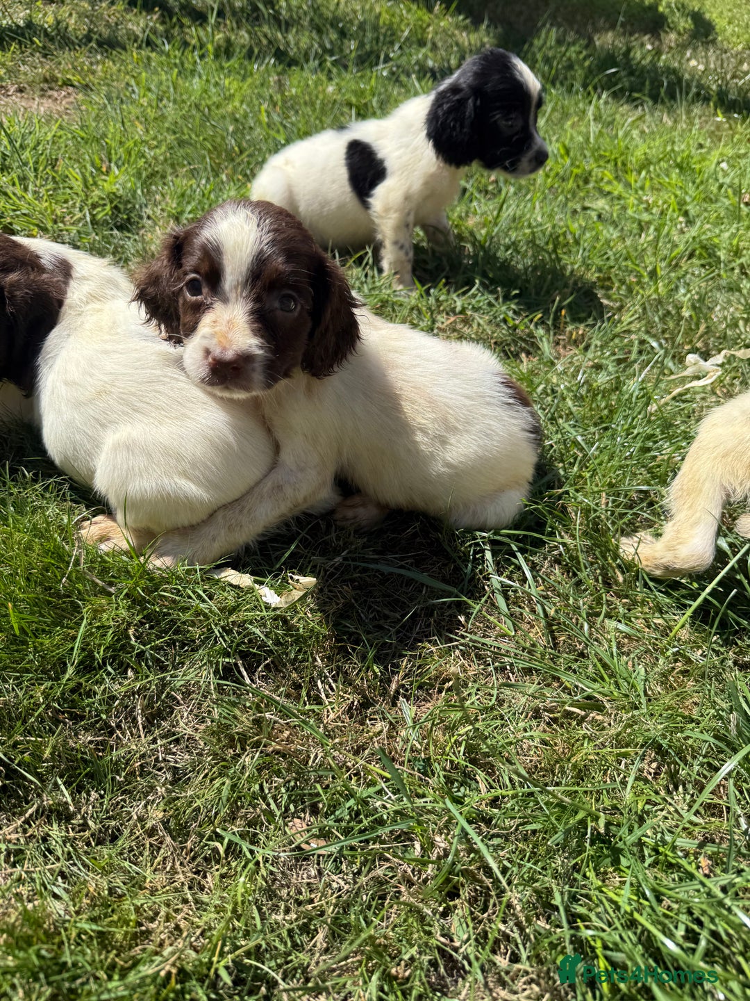 English Springer Spaniel dogs for sale: SIRED by IR FTCH Broomfield Abel of Sliabh - Image 5