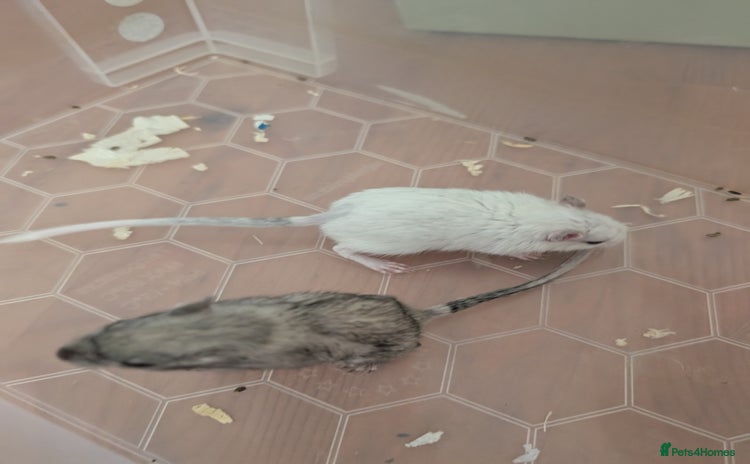 Gerbil rodents - Advert 1