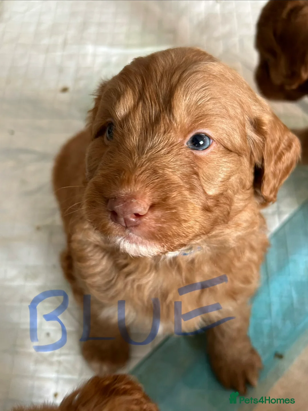 Mixed Breed dogs for sale: Red doodles - Advert 9