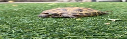 Tortoise reptiles for sale: Horsefield tortoise 2 years old female in Bolton - Advert 2