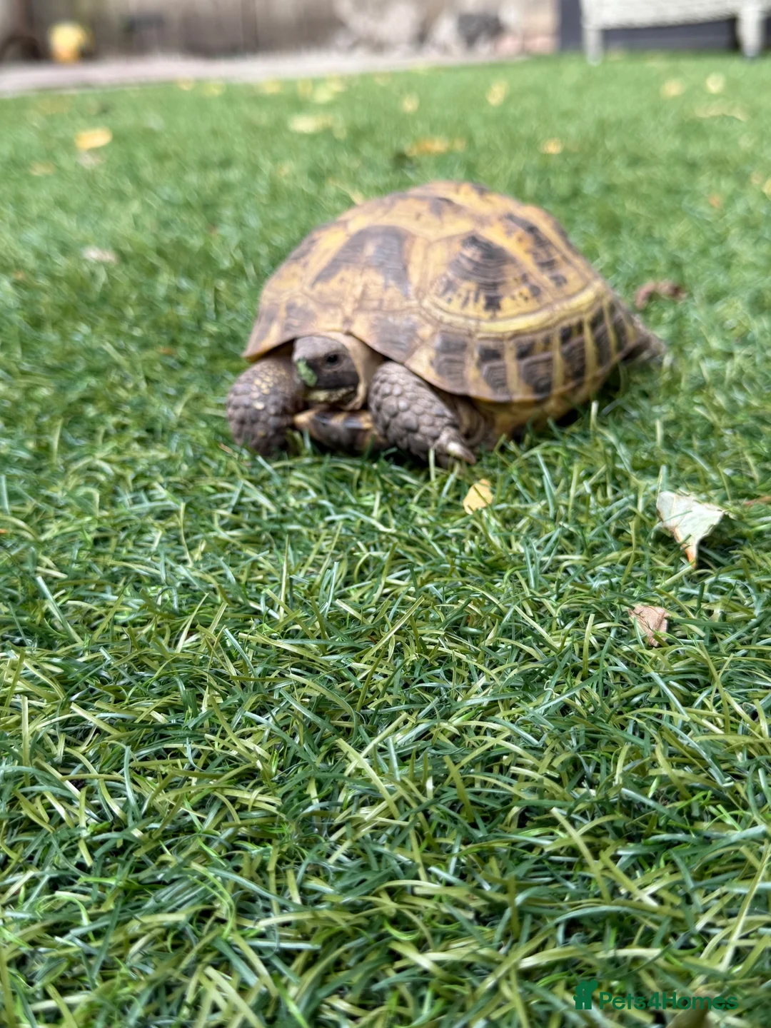 Tortoise reptiles for sale: Horsefield tortoise 2 years old female in Bolton - Advert 2