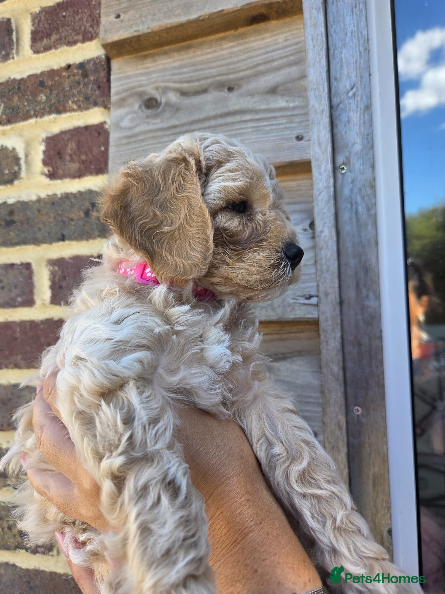 Poochon dogs Beautiful Poochon pups - Advert 2