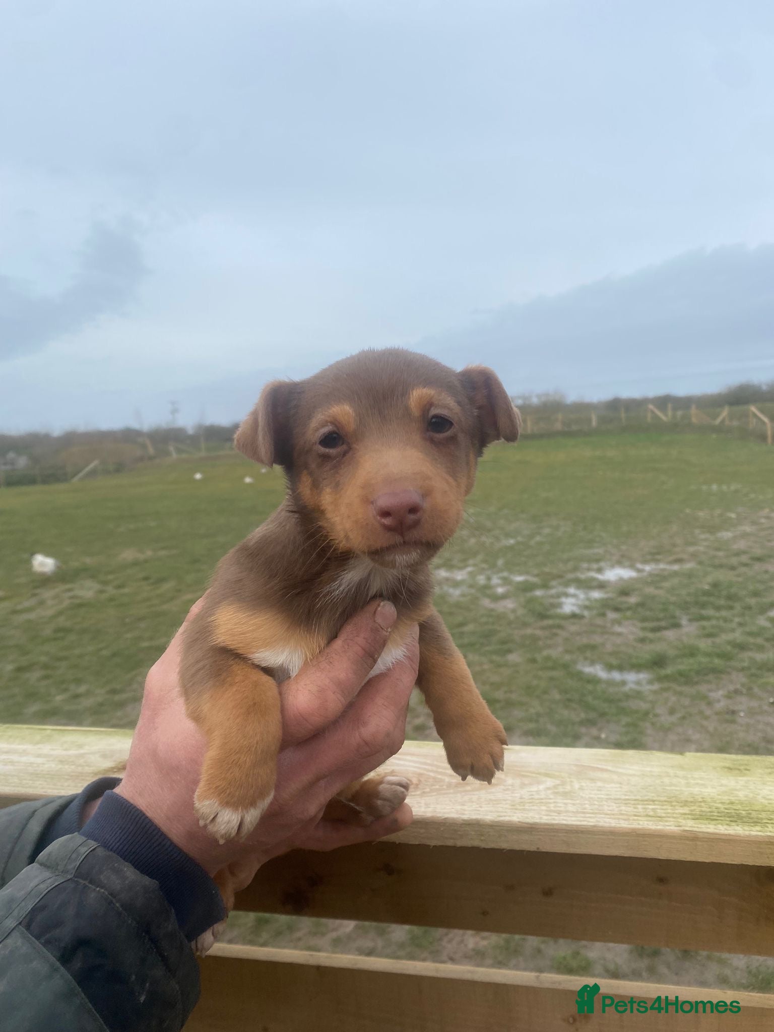 Jack Russell dogs Stunning Jack Russell puppies fr sale-all colours  - Advert 1