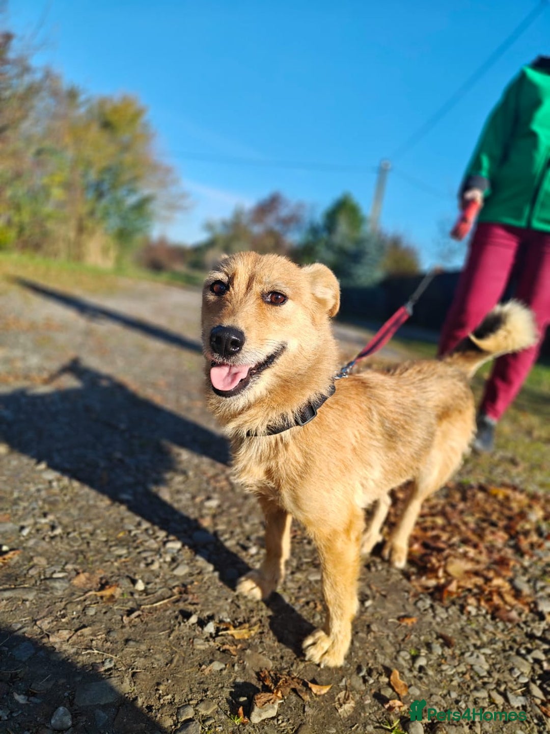 Mixed Breed dogs for adoption: ❤️🐶Meet Kira – a 2.5-year-old small girl❤️🐶 - Advert 9