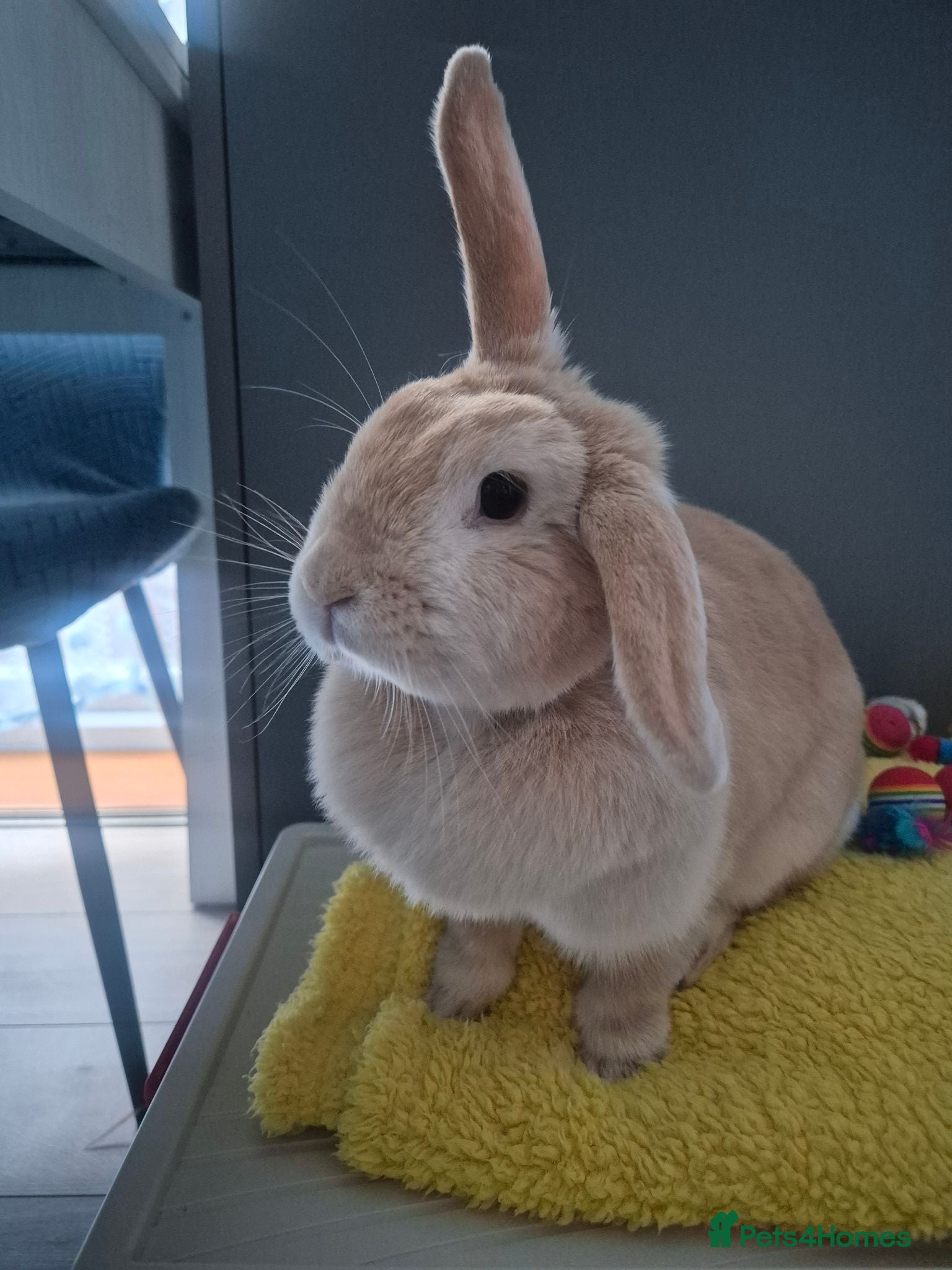 Mixed Breed rabbits rabbit - Advert 3