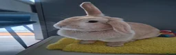 Mixed Breed rabbits for sale: rabbit - Advert 1