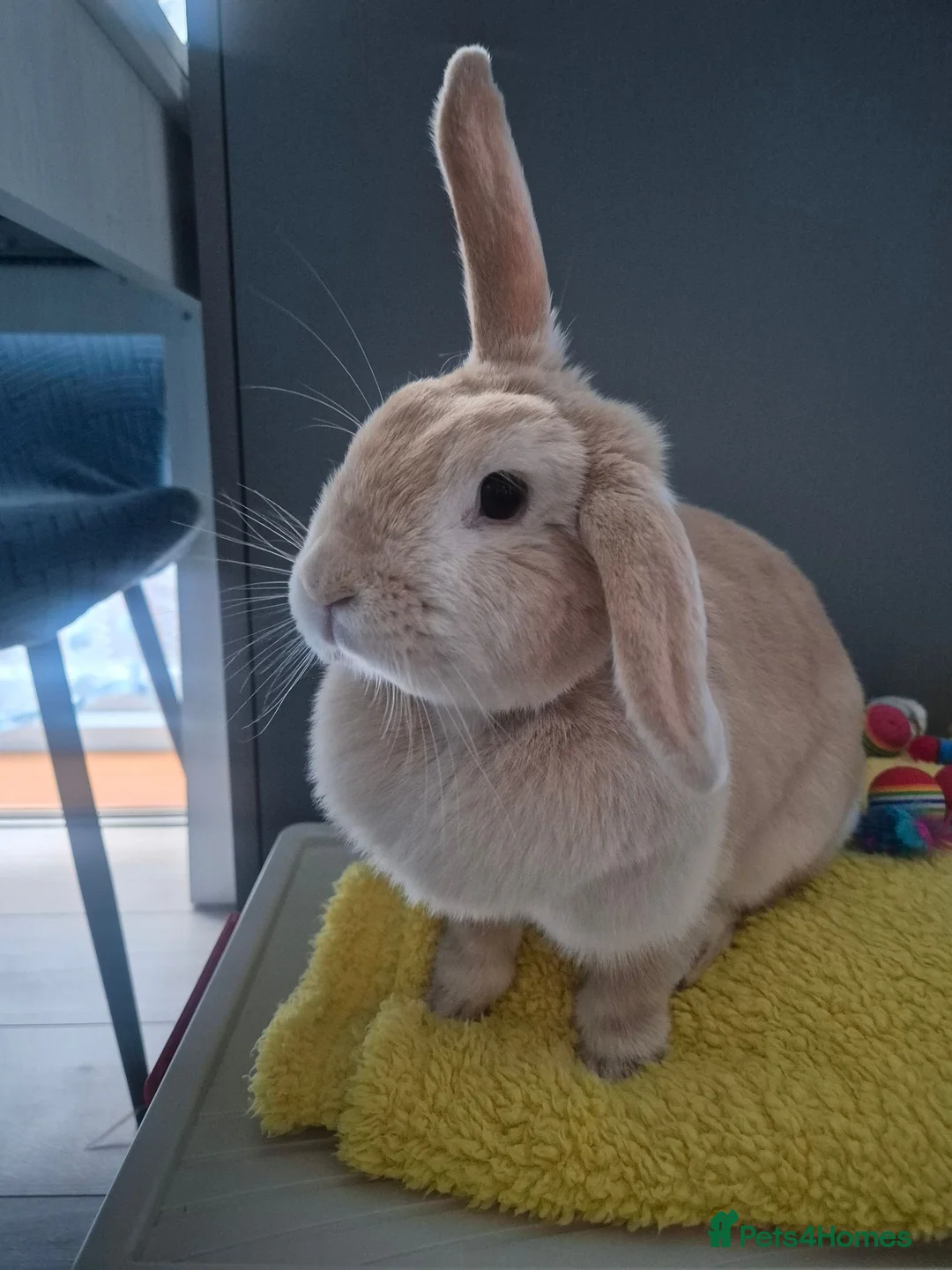 Mixed Breed rabbits for sale: rabbit - Advert 1