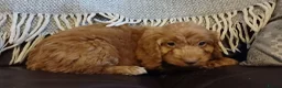 Cockapoo dogs for sale: Cockapoo puppies for sale - Advert 15