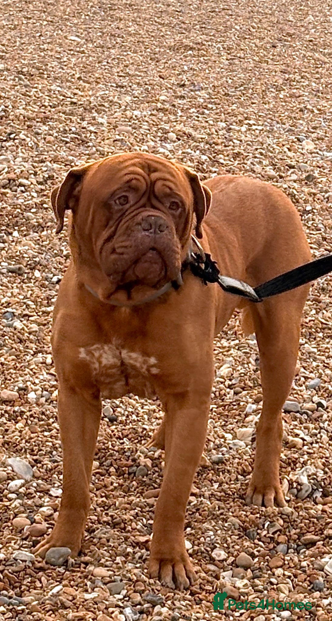 Dogue De Bordeaux dogs for sale: Ronnie  - Advert 1