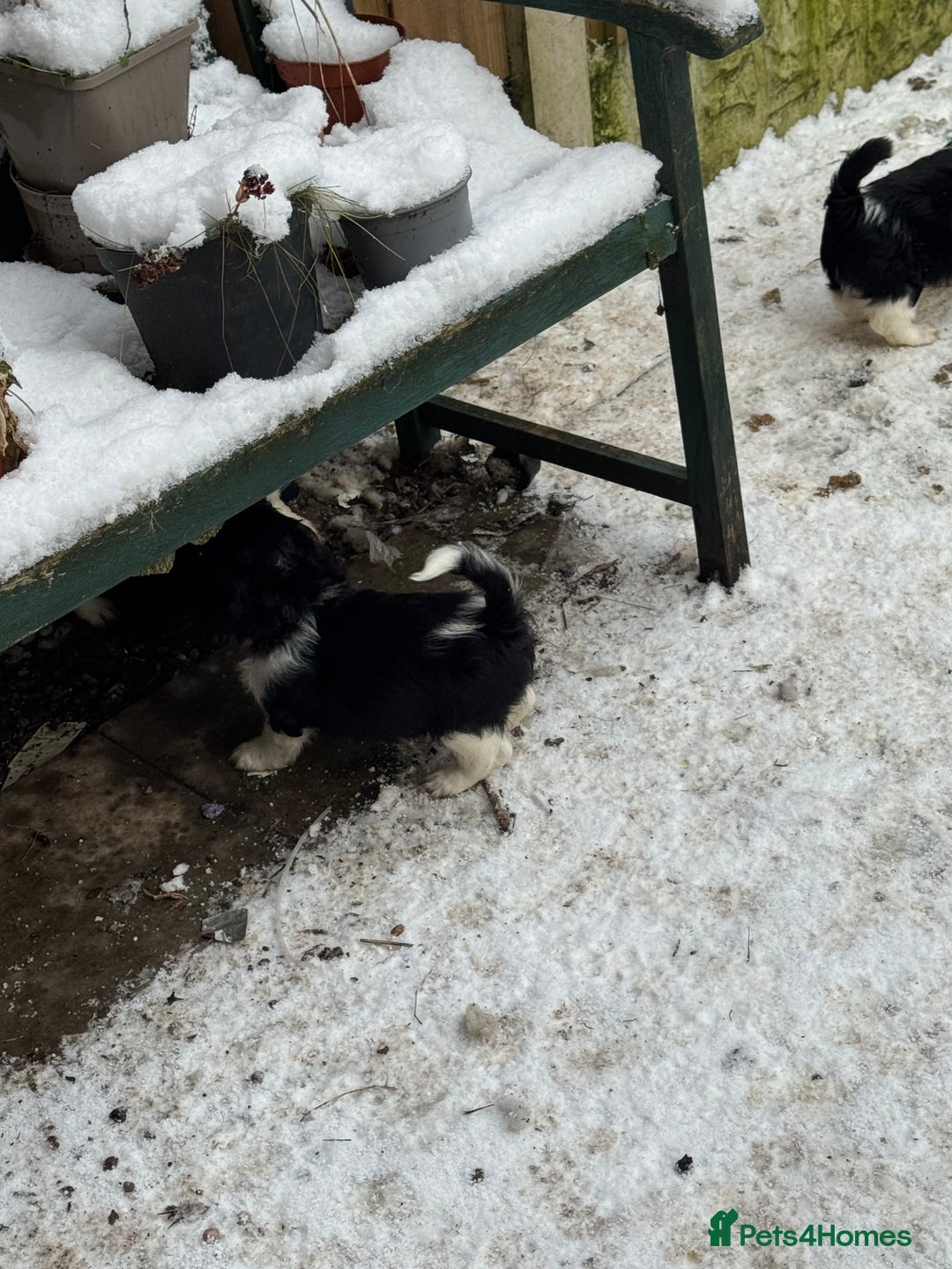 Mixed Breed dogs for sale: 8 Springer mix Puppies - Advert 35