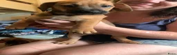 Mixed Breed dogs for sale: 4 French wieners  - Advert 24