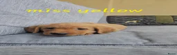 Labrador Retriever dogs for sale: Precious KC Reg Labrador Puppies Yellow/Fox Red - Advert 4