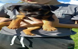 Mixed Breed dogs for sale: Border X Lakeland Terrier Puppies - Image 21
