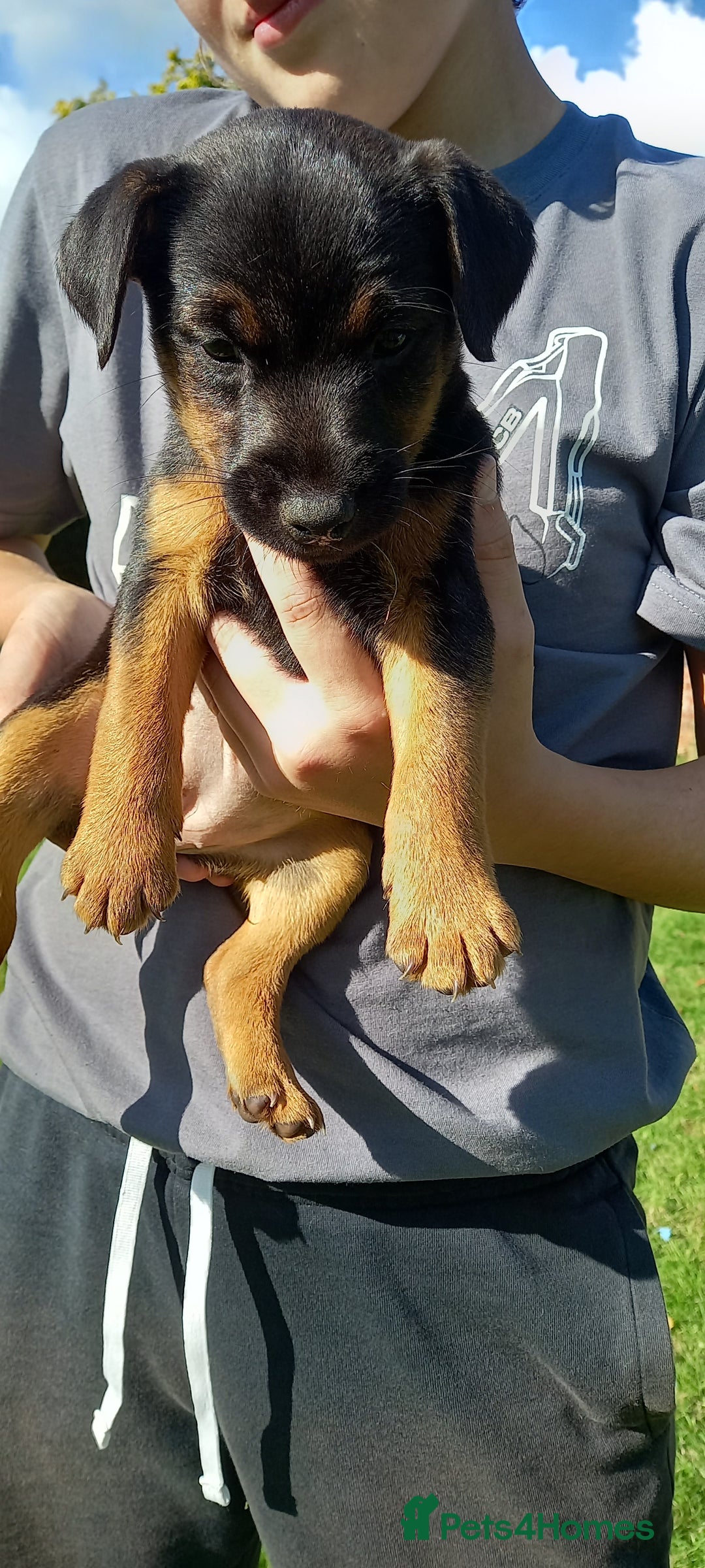 Mixed Breed dogs for sale: Border X Lakeland Terrier Puppies - Image 21