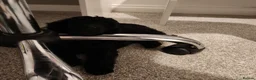 Miniature Poodle dogs for sale: Beautiful Minature Poodles - Advert 7