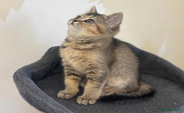 British Shorthair cats - Advert 16