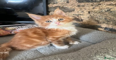 Maine Coon cats - Advert 8
