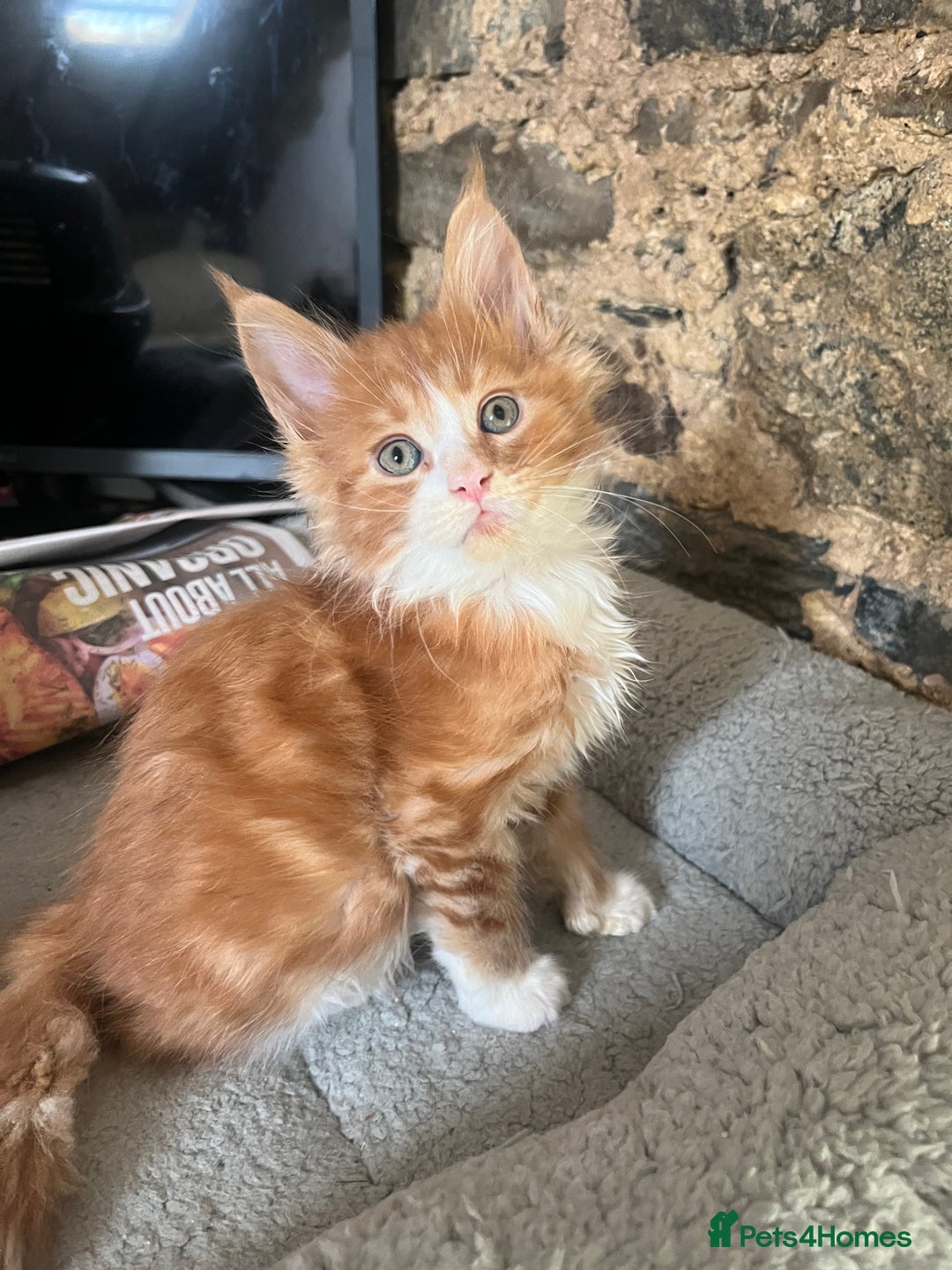 Maine Coon cats for sale: TICA registered, pedigree maine coon kittens  - Image 2