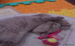 British Shorthair cats for sale: British Blue Short-hair 4 kittens for sale  - Image 4