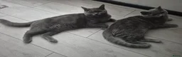 Brazilian Shorthair cats for sale: 2amazing british shorthair male for sale together  - Advert 2