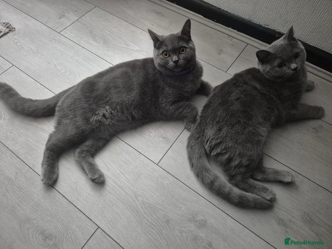 Brazilian Shorthair cats for sale: 2amazing british shorthair male for sale together  - Advert 2