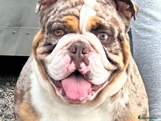 English Bulldog dogs English bulldog health tested proven in Newcastle upon Tyne - Advert 1
