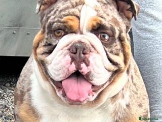 English Bulldog dogs English bulldog health tested proven in Newcastle upon Tyne - Advert 7