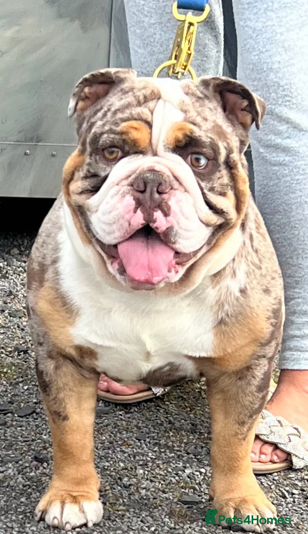 English Bulldog dogs for stud:  English bulldog health tested proven  in Newcastle upon Tyne - Advert 1