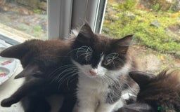 Maine Coon cats for sale: MAIN COON X - Image 4